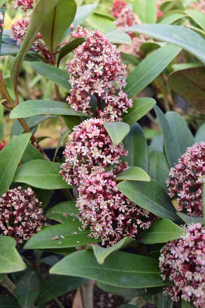Skimmia japonica 'Rubella' 30-40 cm